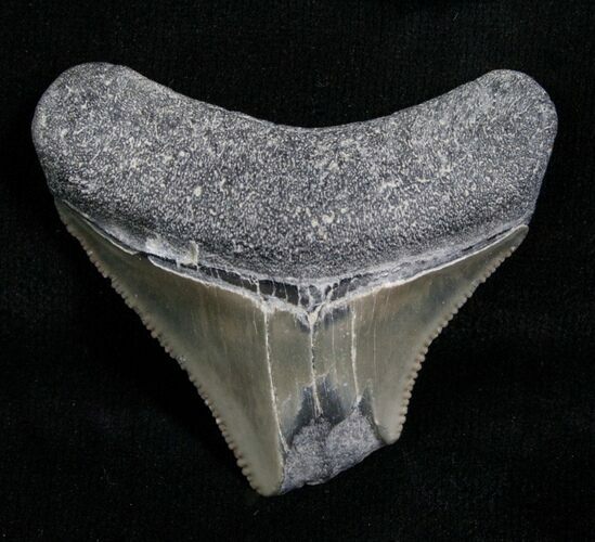 Bargain Megalodon Tooth - Florida #5464